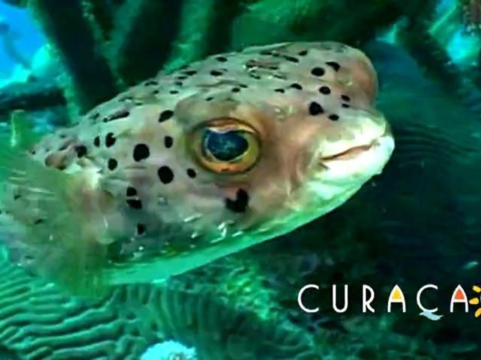 Curacao: A Top 5 Caribbean Diving Destination