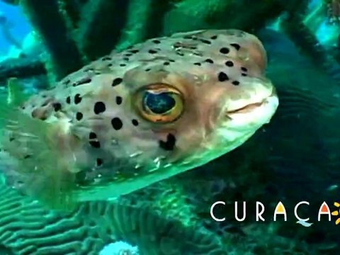 Curacao: A Top 5 Caribbean Diving Destination