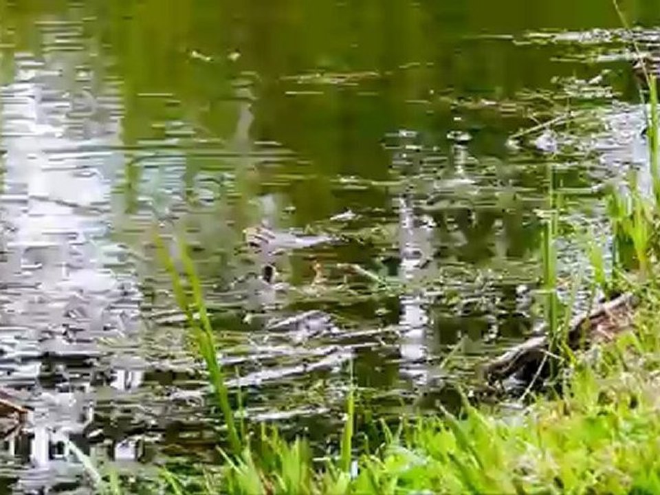 La symphonie des grenouilles N°1