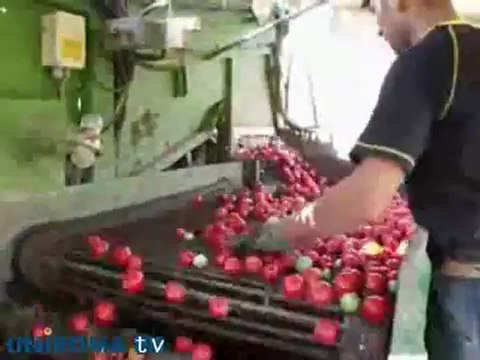 I disoccupati italiani ritornano nei campi