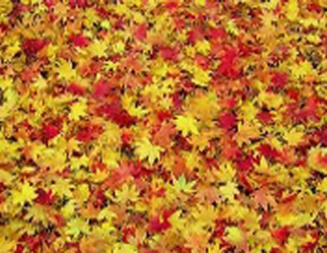 NASSER DINKARA ADO AMBARI