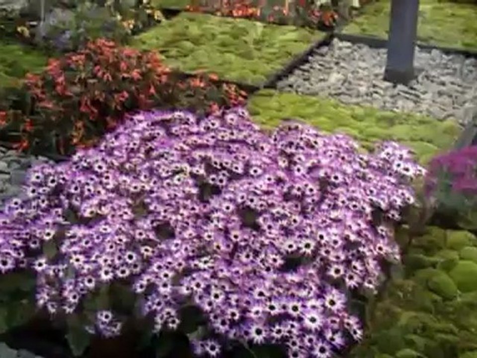 New01.mpg   FLORIADE N2