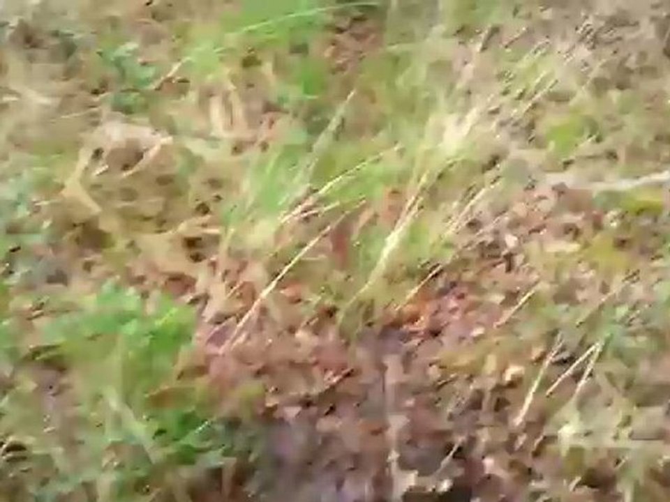 Rando Broceliande