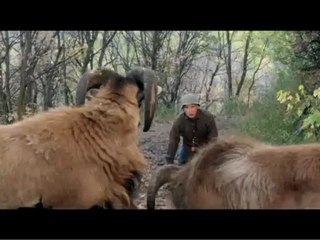 ¡Por fin solos! - Tráiler Español [360p]