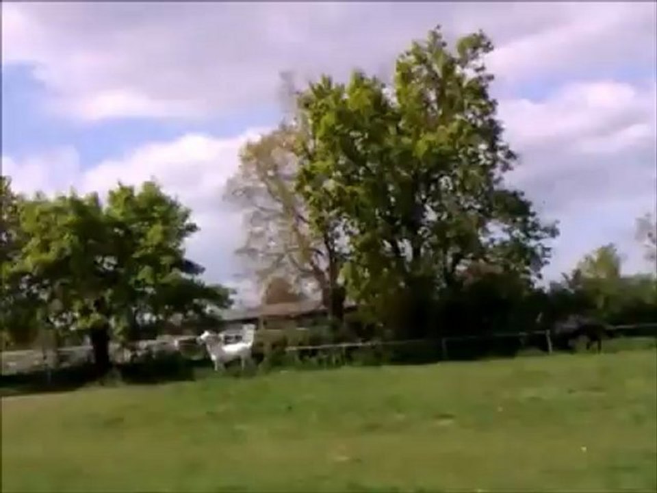 Les juments dans le pré.