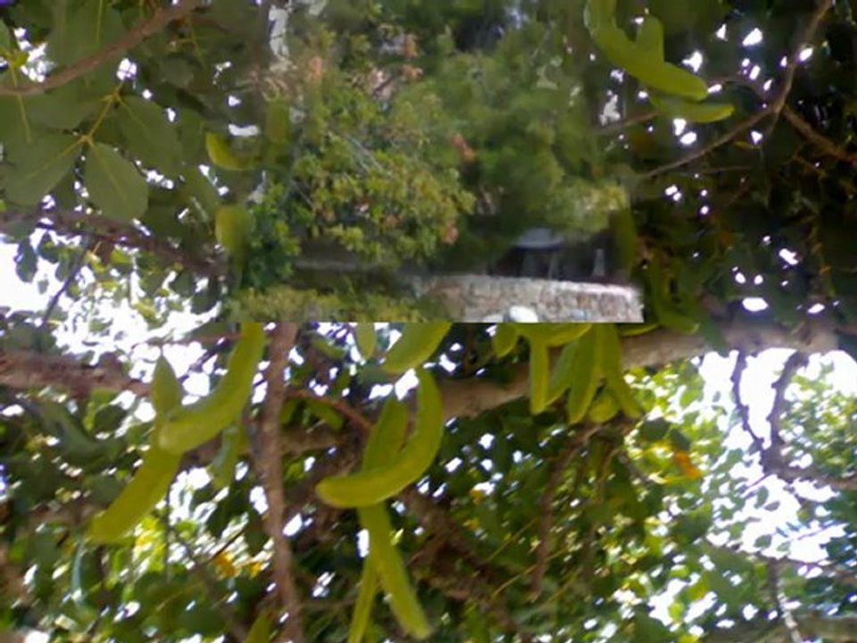 LOS ROBLES - LADY HAGUA