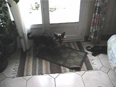 Un chien qui essuie ses pattes - Vidéo Dailymotion
