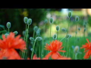 "ΒΑΣΙΛΕΥ ΟΥΡΑΝΙΕ"   ΠΡΕΒΕΖΙΑΝΟΣ ΓΕΡΑΣΙΜΟΣ