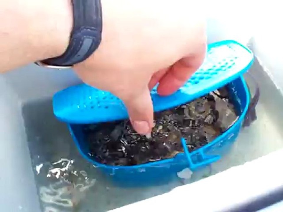 le 3 mai 2012 : la pêche sur l'Ile d'Oléron