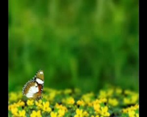 Hafız Ahmet Karalı Hocamızın Haci Bayram Camiinde Hatimli Terafih Namazı