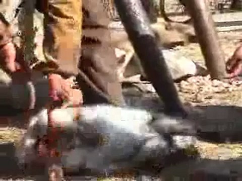 ذبح الحيوانات فى الصين بشعة - فيديو Dailymotion