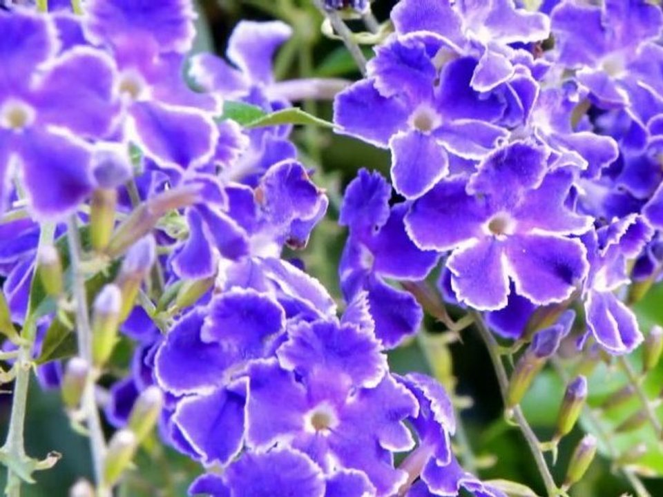 Adélaïde....autrement...