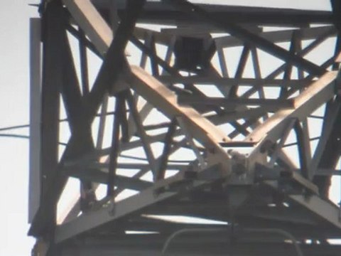 Faucon pèlerin sur pylône (1)