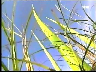 CC Catch - Shake Your Head,(2003) Video.HD