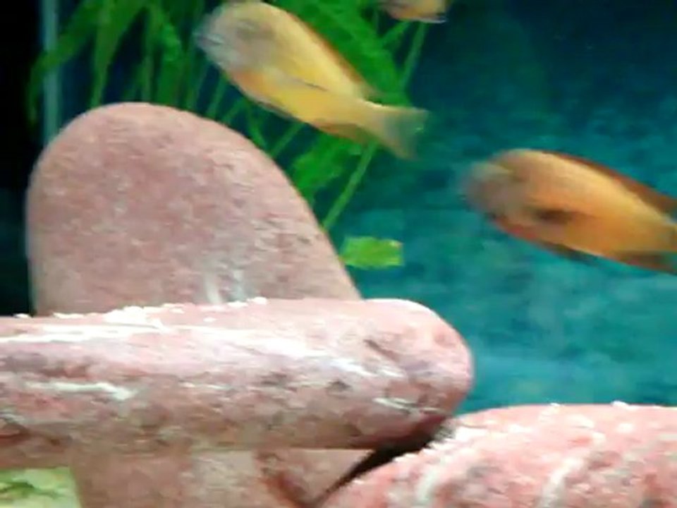 TROPHEUS İLANGİLERİM 08.05.2012