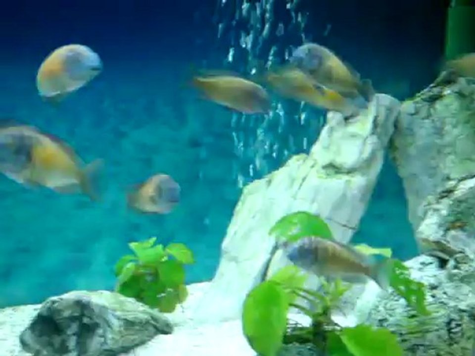 TROPHEUS KASAKALAWELERİM 08.05.2012