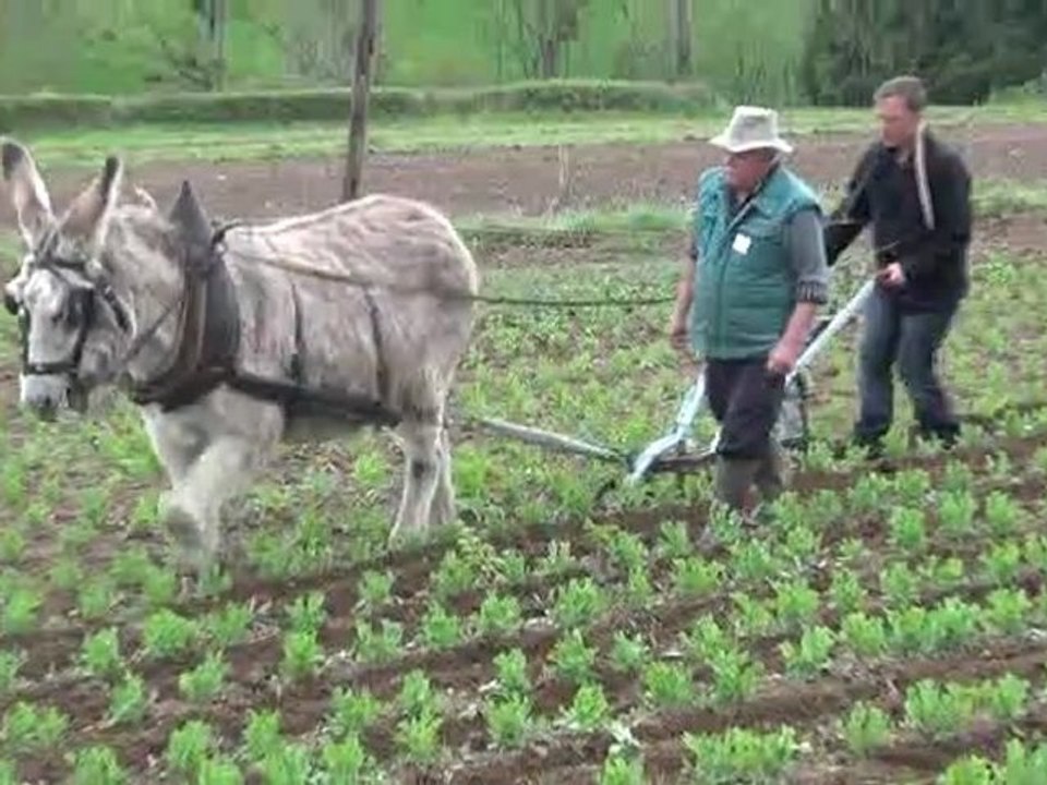 5ème journée technique d'échange sur la traction animale en maraichage