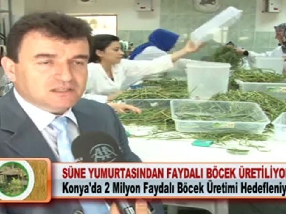 SÜNE YUMURTASINDAN FAYDALI BÖCEK ÜRETİLİYOR 09.05.2012