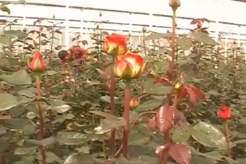 Annelere organik gül