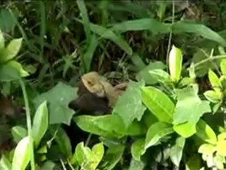 KUMHARAR  PATNA BIHAR