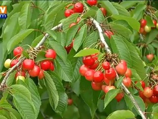 Tải video: Les premières cerises cueillies à Céret ont été envoyées à l’Elysée