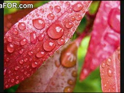 Celaleddin ADA CAN AHMEDİM SULTANIM ( İlahi )