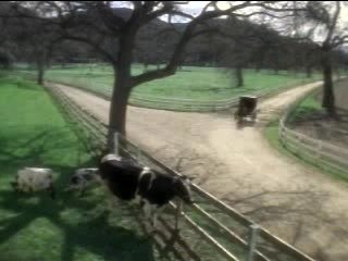 Amish paradise
