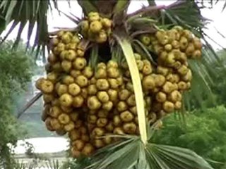 SUJATA GARH Bodh Gaya
