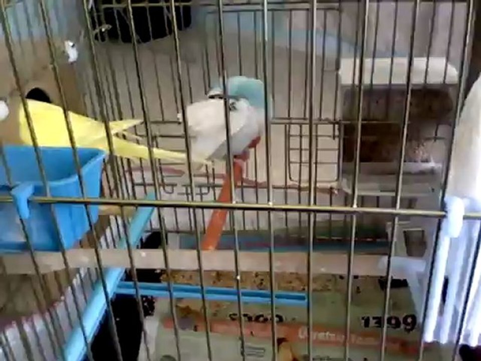 Video_00002