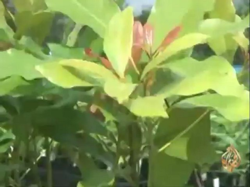 مشروع بيئي رائد في طوكيو