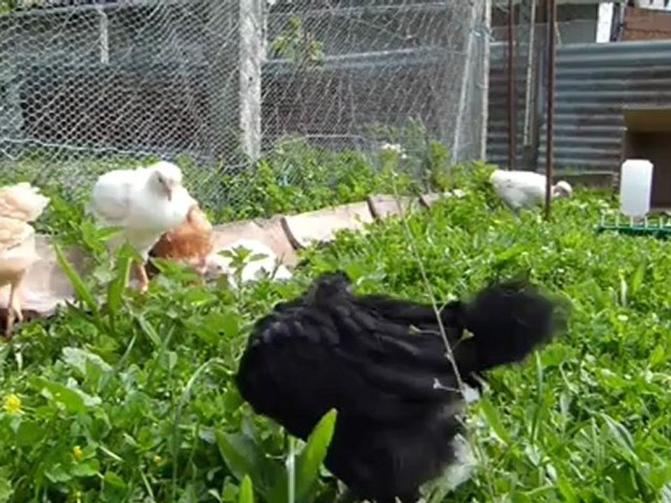 notre poulailler suite