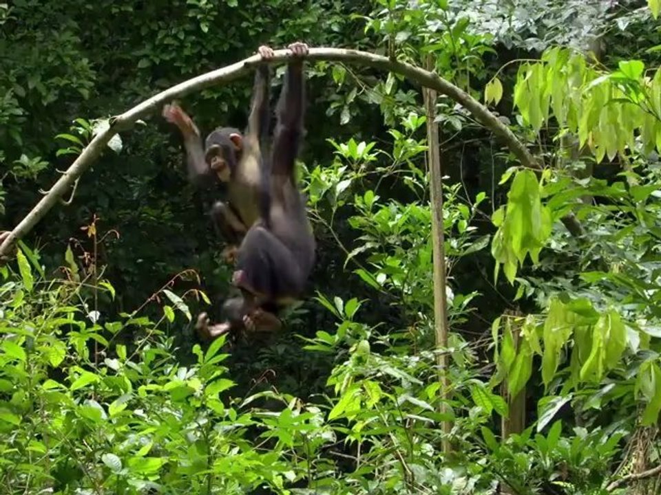 Schimpansen - Trailer 1 (Deutsch)