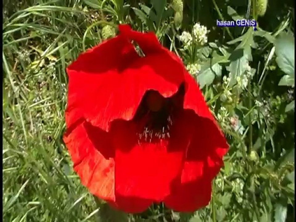 YAŞASIN... BAHAR GELDİ... (Geçiyor bile... :-(((   )