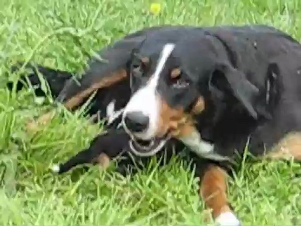 Portée avril 2012 Milune x Full Moon - Bébés à 3 semaines