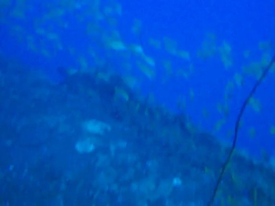 banc de vivaneau sur le sea venture