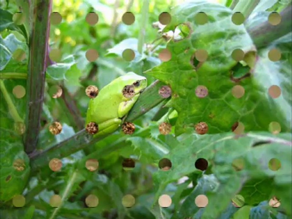 AMFIBIS ETHAN I JOELR