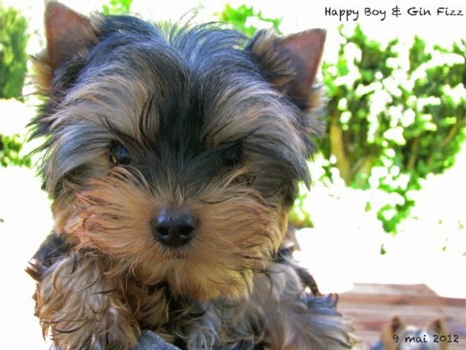 Happy Boy et Gin Fizz 9 mai 2012