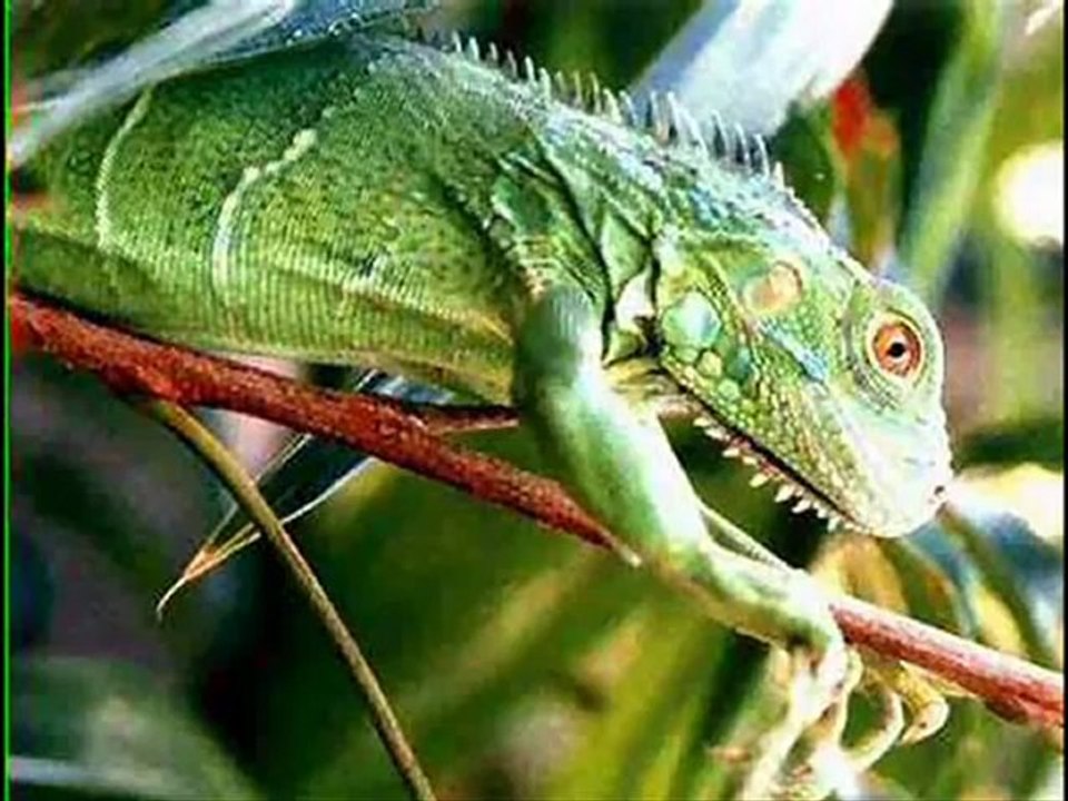 Rèptils- Roddy i Juan Carlos