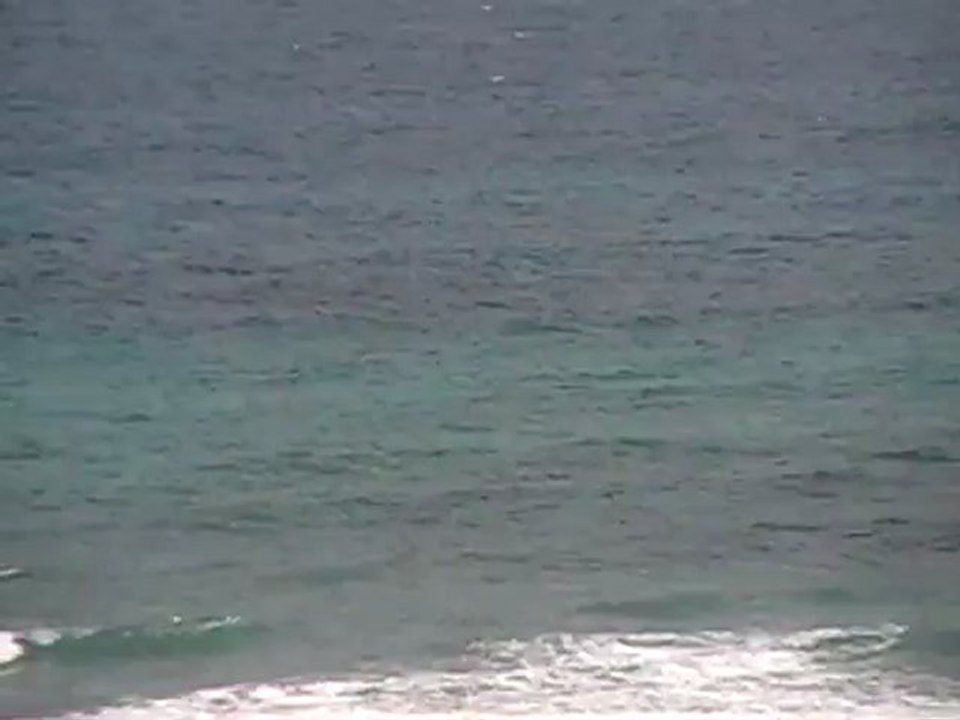 Baleines 2