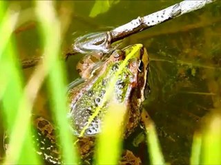 La symphonie des grenouilles N°2