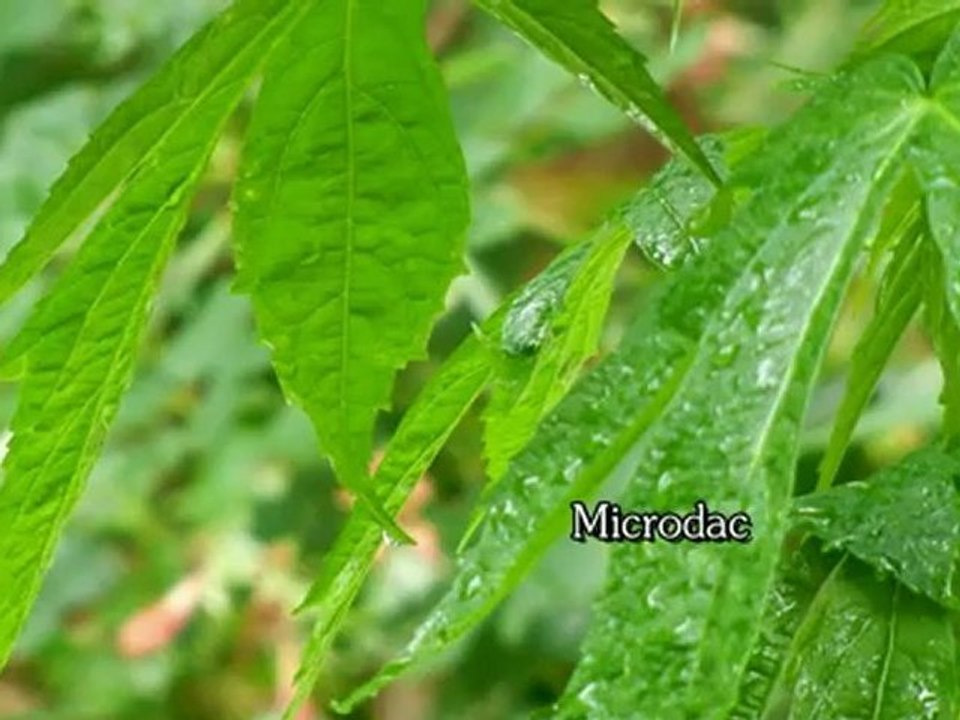 Rain