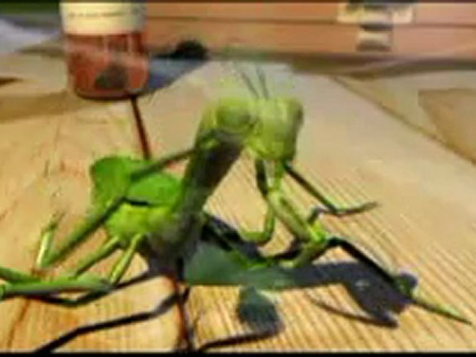 la parabola de la mantis (SD)
