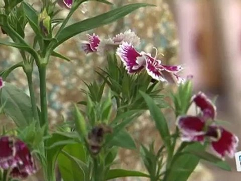 Déco Brico Jardinage : Entretien des fleurs : les oeillets