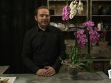 Déco Brico Jardinage : Quel entretien, soin, arrosage pour orchidée ?
