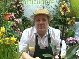 Déco Brico Jardinage : Entretenir une orchidée