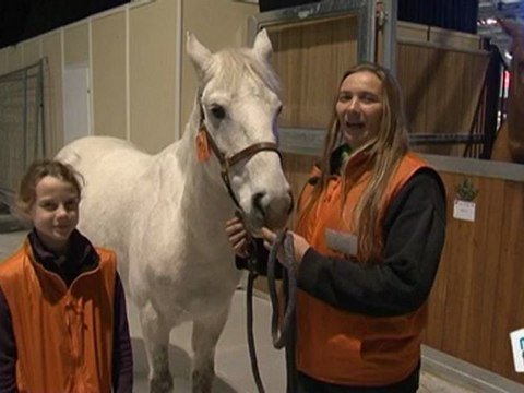 Vie Pratique : Cheval : faire un pansage