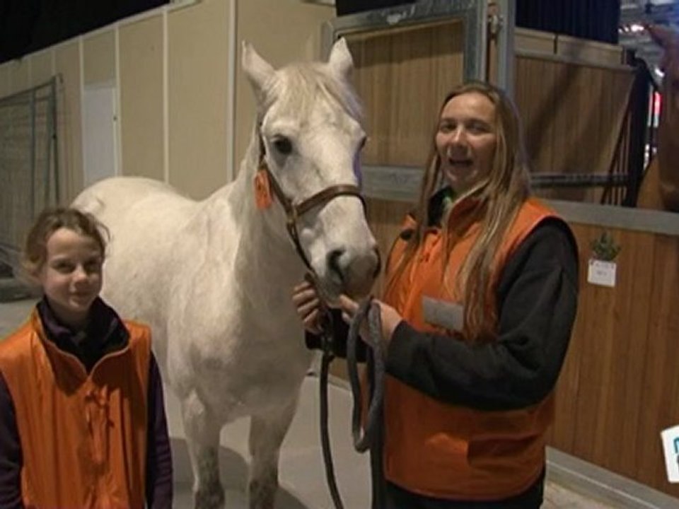 Vie Pratique : Cheval : faire un pansage