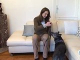 Vie Pratique : Apprendre à son chien à ne pas manger sa laisse