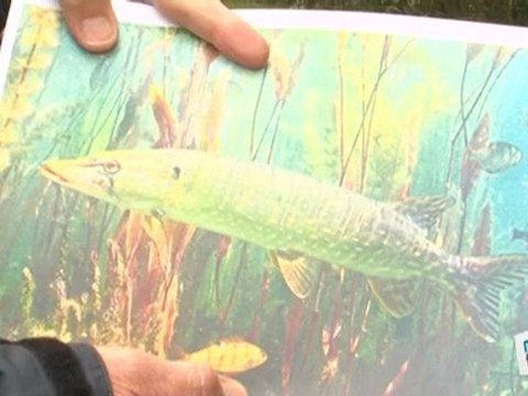 Sports Loisirs : Les différentes espèces de poissons d'eau douce