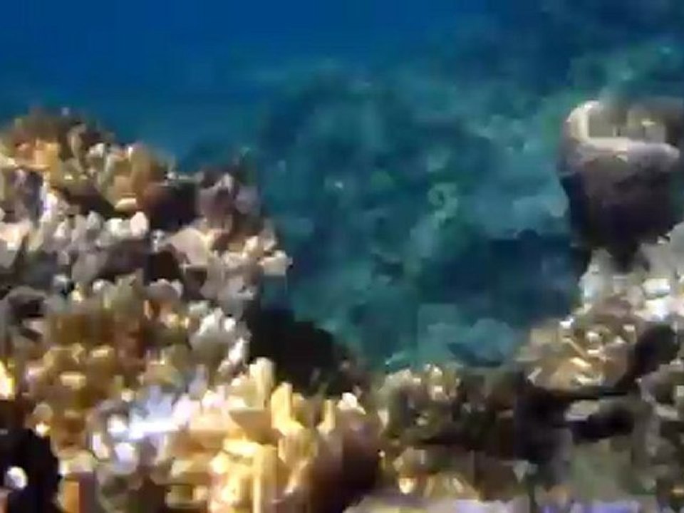 nage au dessus du platier